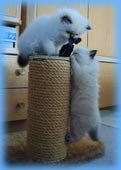 Ein Kratzbaum ist fr Katzenbabys das schnste Spielzeug.