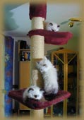 Katzen schauen gern von oben auf die Welt.