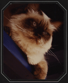 Garfield von Rasula aus Wiesbaden. Rechts meine Zwillingsschwester.
