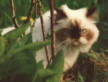 Unser geliebtes "Pelzchen" starb tragisch im Kindbettfieber.
