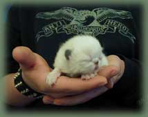 "wild thing"