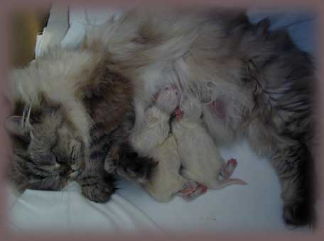 Die Mutterkatze steigt in der huslichen Katzenhirarchie als Chef auf.