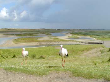 Naturschutzgebiet "Het Zwin"