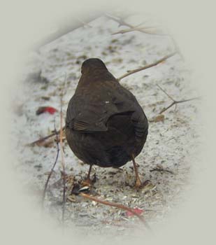 Amsel